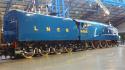 Mallards New Paint Job - NRM - 11 10 12